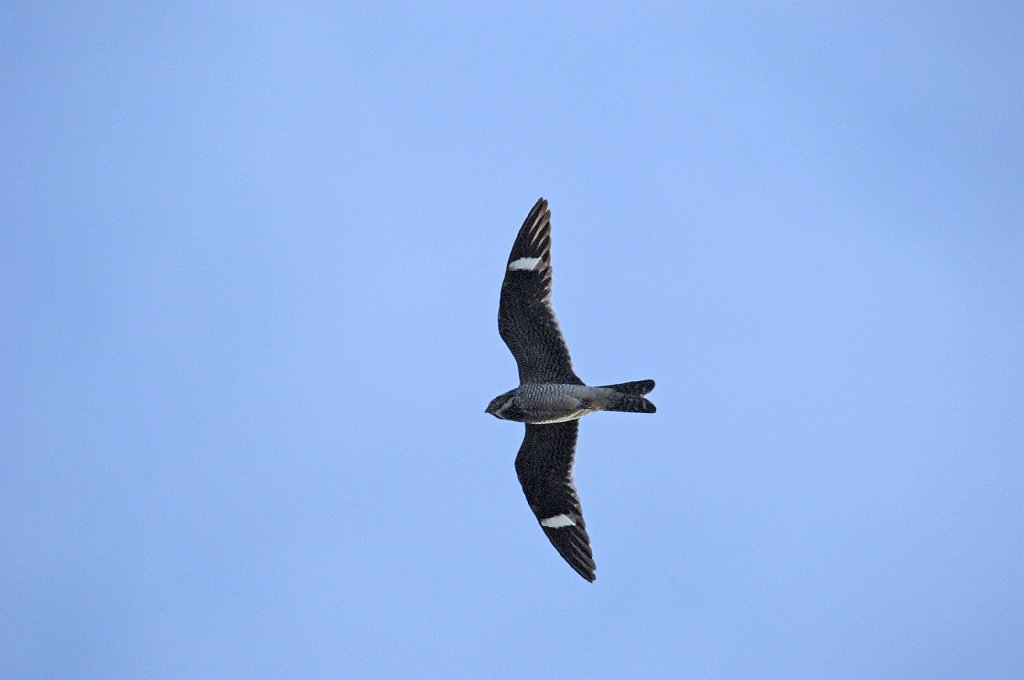 Nighthawk, Common, 2007-06090961 Pawnee National Grasslands, CO.jpg - Common Nighthawk. Pawnee National Grasslands, CO, 6-9-2007